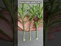 How to grow adenium from cuttings | easy way to grow desert rose #adenium #gardening
