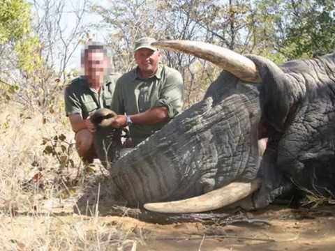 Elephant crushes Big Game Hunter Theunis Botha In Africa, JUSTICE FOR NATURE