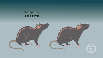 Mitochondrial function in astrocytes is key to emergence from anesthesia in mice