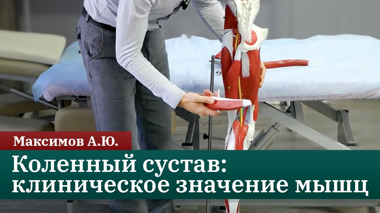 Коленный сустав: Анатомия, биомеханика и клиническое значение мышц. Максимов А.Ю.