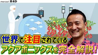 魚のフンで野菜が育つ？次世代の循環型農業アクアポニックスとは