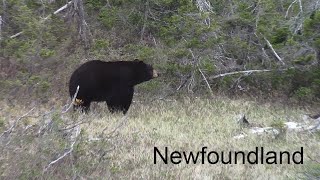 Catching Big Brook Trout With The Bears And Wildlife On A 3 Night Solo Trip  Episode #43