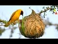 Los nidos más asombrosos del mundo animal