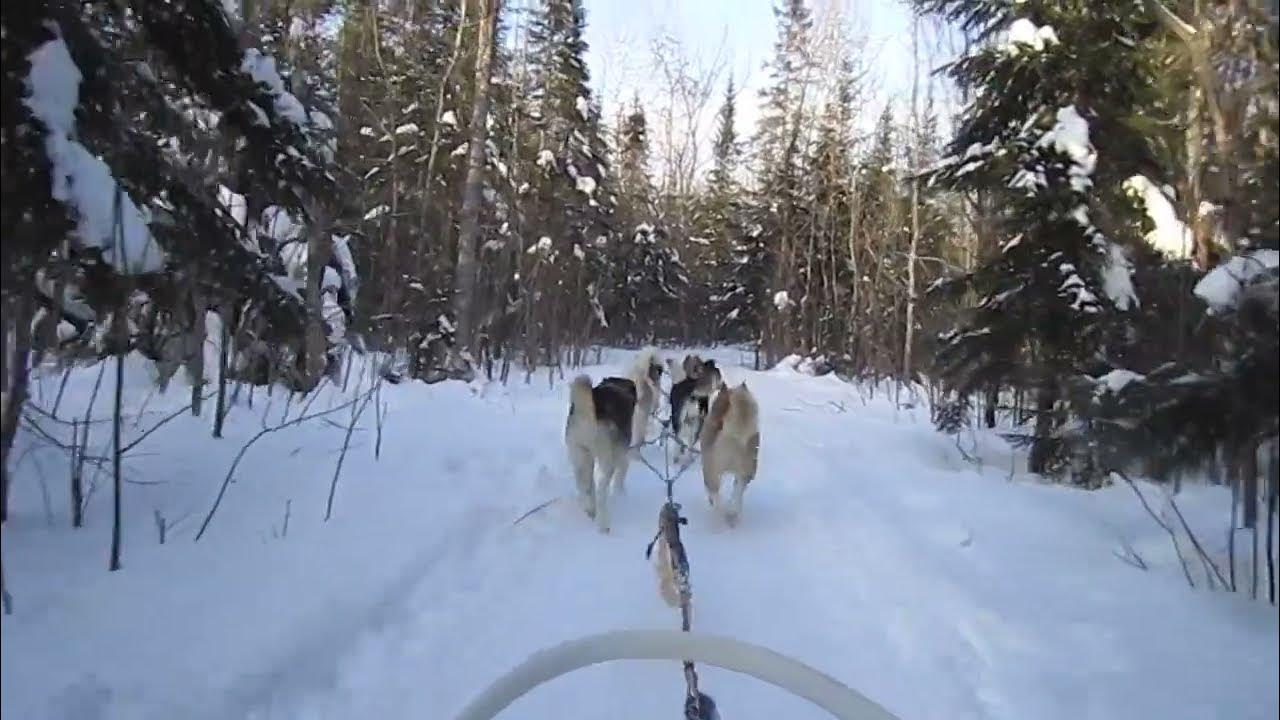 Escape to ride in the snow ️ 🐶 🛷 dog sledding at Fairmont Le Château
