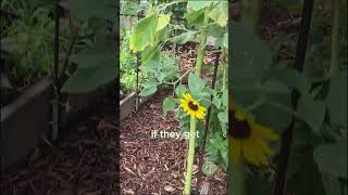 Shading My Garden With Sunflowers (And What Happened)