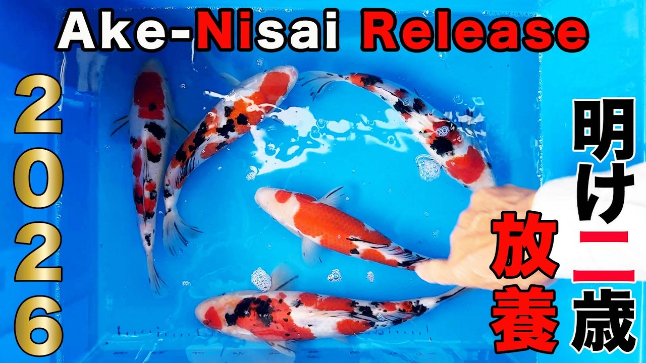 錦鯉】明け2歳放養 Releasing Ake-Nisai 2026【koi】 - YouTube
