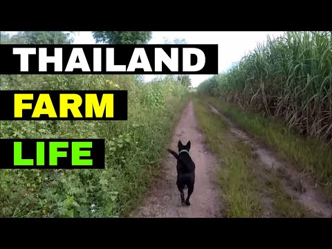 THAILAND FARM LIFE  – Rural life Thailand Homestead