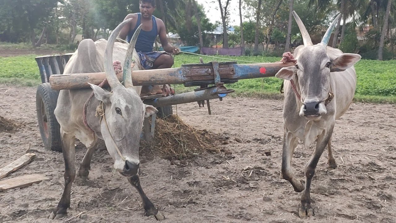 Bullock working style | Bullockcart empty racing videos | cow videos | Bullockcart heavy load
