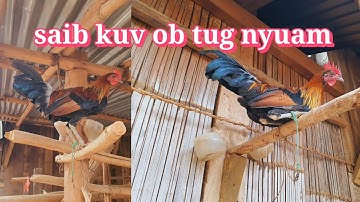 Saib kuv ob tug nyuam qaib dib zoo nkauj kawg