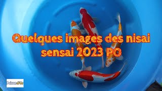 Quelques images des nisai sensai 2023 PO