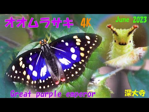 緑 紫 イザナギ＆イザナミ CX以下 32種96枚 ヨモツオオカミ