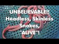 UNBELIEVABLE!! Headless, Skinless Snakes, ALIVE! UNBELIEVABLE!! Headless, Skinless Snakes, ALIVE!