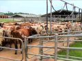 Woolworths: Fairfield Dairy Farm