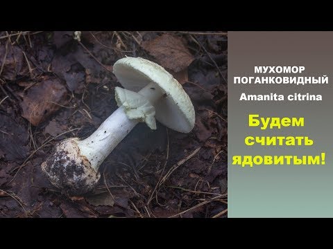 Будем считать ядовитым! Мухомор поганковидный -  Amanita citrina