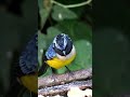Buff-breasted Mountain-Tanager #shorts