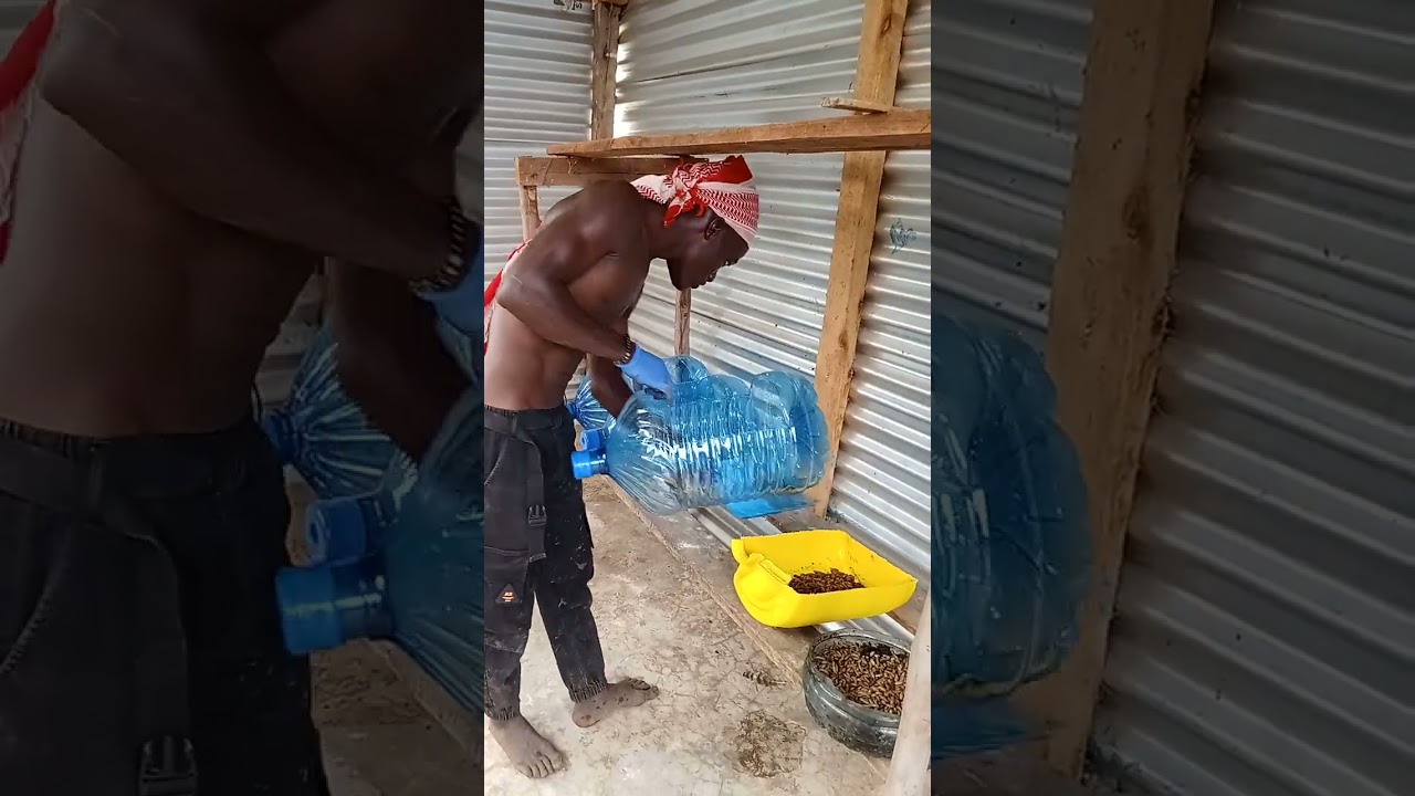 Black soldier fly pre-pupa stage