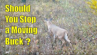 Should You Stop A Deer With A Bleat Before The Shot