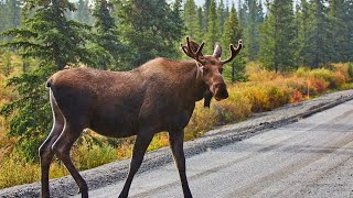How can I take photos of wildlife without harming them? | Cottage Q&A
Cottage Life TV—Find out where you can watch our programs:
http://bit.ly/3776Muk
Do you have a cottage-related question for us?
http://bit.ly/3bnhJv2
Looking for Cottage-related DIY projects, design tips, recipes and more?
Check out http://www.cottagelife.com
SUBSCRIBE to one of our newsletters:
cottagelife.com/newsletter
SUBSCRIBE to our YouTube channel!
http://bit.ly/2ErAr5S
Come and see us! Cottage Shows & Events
http://bit.ly/2OAdbIf
Cottage Life Podcast
Join Michelle Kelly, editor of Cottage Life magazine, for a new podcast that explores cottage topics from entertaining and maintenance to wildlife and the environment
https://cottagelife.com/exp/podcast/
Social Media
Twitter: http://www.twitter.com/cottagelife
Facebook: http://www.facebook.com/cottagelife
Pinterest: http://pinterest.com/cottagelife
Instagram: http://instagram.com/cottagelife How can I take photos of wildlife without harming them? | Cottage Q&A