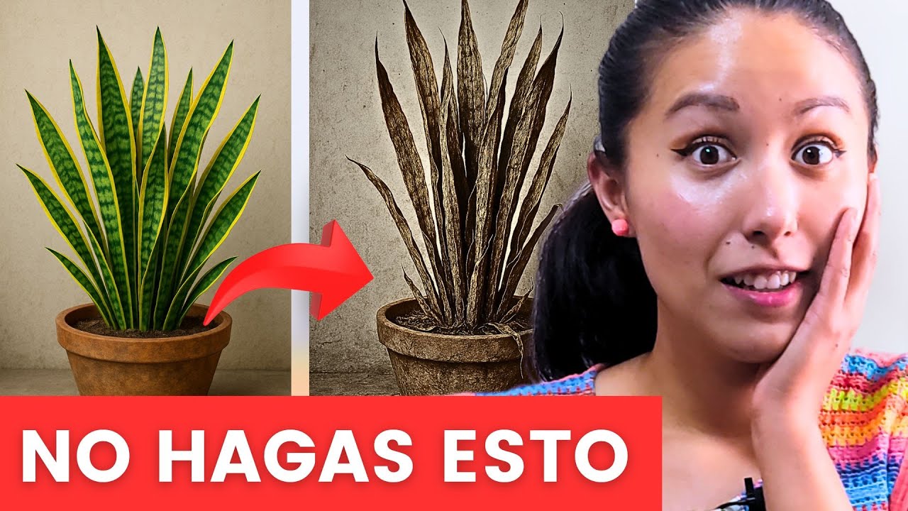 ¡Estás Matando tu Lengua de Suegra sin Saberlo! Evita Estos Errores FATALES