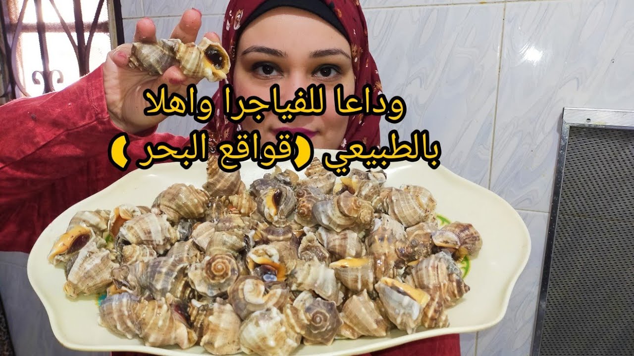 قواقع البحر وحش الفسفور لحمه بديل طبيعي لاي نوع فياجرا مفيد للمخ (لوجز وجراجولا ادمان من #ملكه#فسفور