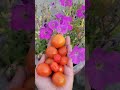 Organic harvest from terrace garden #flowers #garden #youtubeshorts #viral #youtube #yt