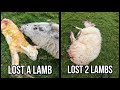 OUTDOOR LAMBING IS A STRUGGLE - Video 3 Lambing 24