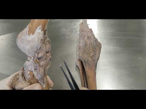 Vídeo: Construção do joelho