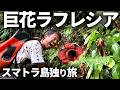 【インドネシア】人生で一度はみたい花ラフレシアを探す自転車旅してきた