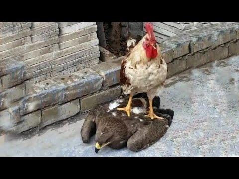 НЕ НА ТОГО НАПАЛ. Когда хищники выбрали не ту жертву
