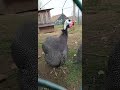 Ref:jRW7gmd9rr0 Guineafowl - pintades #shorts