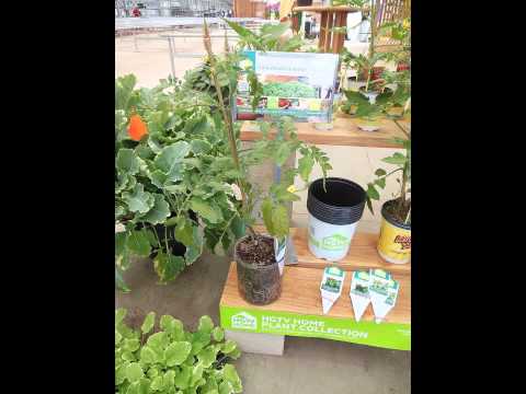 Video: Boliviaanse Begonia (24 Foto's): Beschrijving Van Ampelachtige Variëteiten 