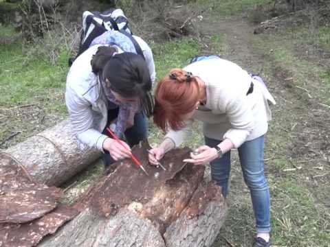 პლატოს ტყეში სანიტარული ჭრა დაიწყო