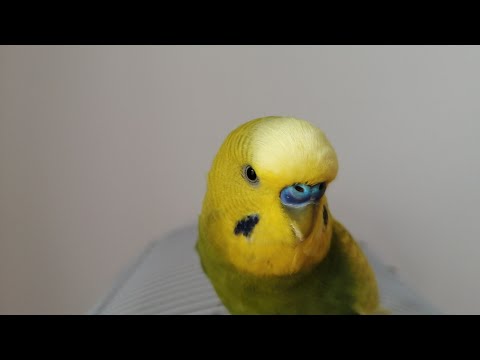 Video: 3 moduri de a avea grijă de porumbei
