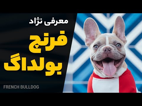 معرفی سگ فرنچ بولداگ | همه چیز درباره بولداگ فرانسوی