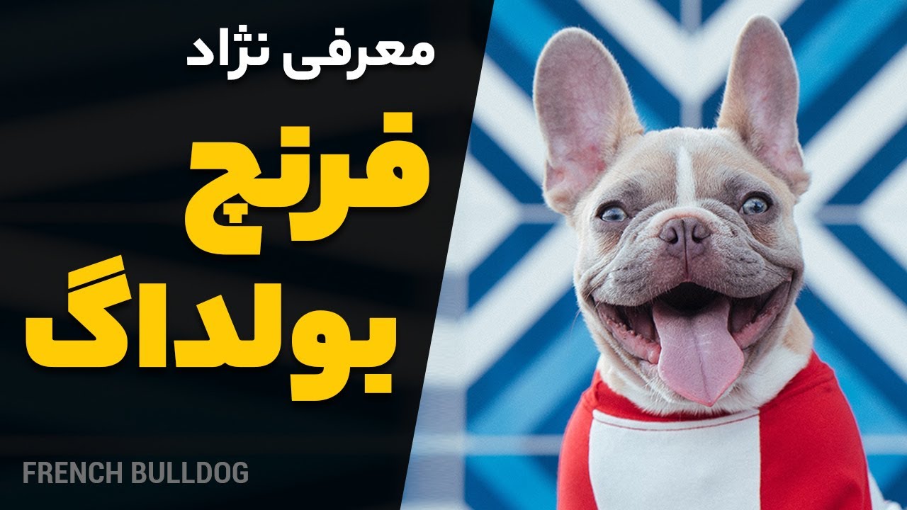معرفی سگ فرنچ بولداگ | همه چیز درباره بولداگ فرانسوی