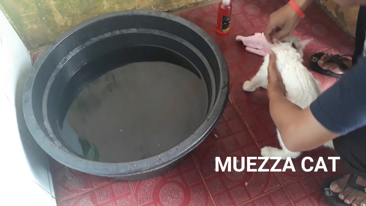 cara memandikan kucing yang takut air - Merawat Infoku
