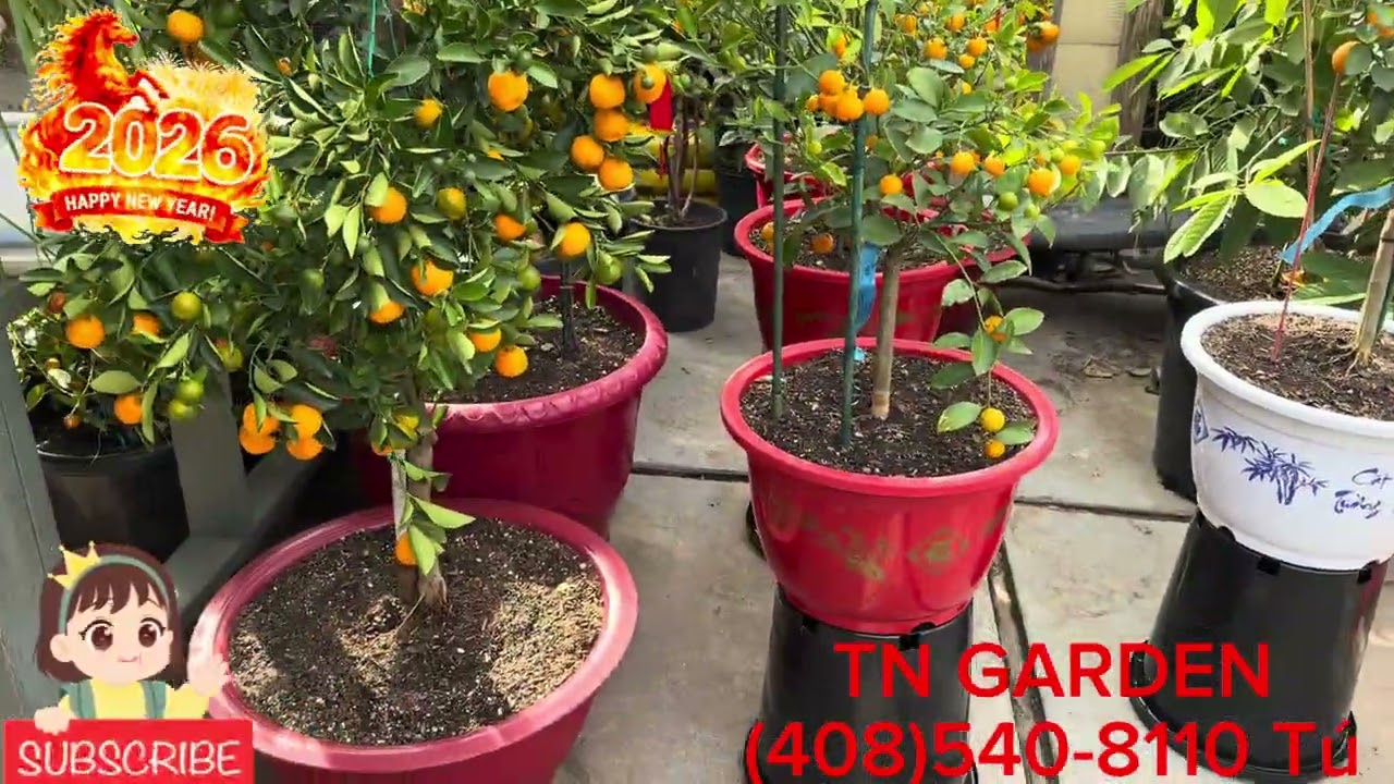 Tụi em đã có táo tàu GA866 $60 cây ..ông bà tha hồ lựa theo ý thích ..mời cả nhà ghé ủng hộ 🙏❤️🙏