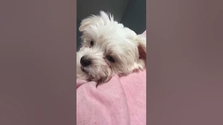 Maltese puppy found something to chew on!