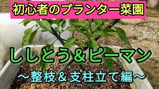 整枝 支柱たて シシトウ ピーマンのプランター菜園 Youtube 整枝 支柱たて シシトウ ピーマンのプランター菜園 Youtube