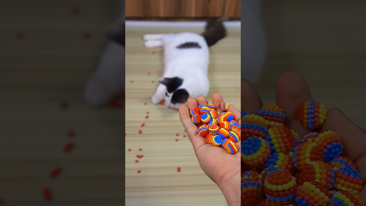 Kitten meowing 😻 | Cat Barsik 🌈🎊 Reverse video | Cat voice | Cat video | Cat sound | Persian Cat