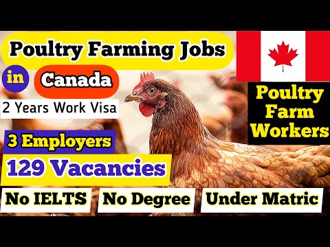 Poultry Farm Workers | Jobs in Canada | Poultry Farming Jobs | No IELTS | Canadian Dream | 2021-2022