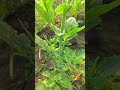 पास वो आने लगे जरा जरा 👍🌾🌹#farming #love #youtubeshorts 🌾🌾🔥