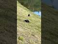Scottish nature - Corvids #scotland #nature #wildlife #corvid #celticcove Celticmusic #ambientmusic