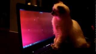 Ragdoll Kitten Lucy watching Nyan Cat by Christie C 1,786 views 12 years ago 58 seconds