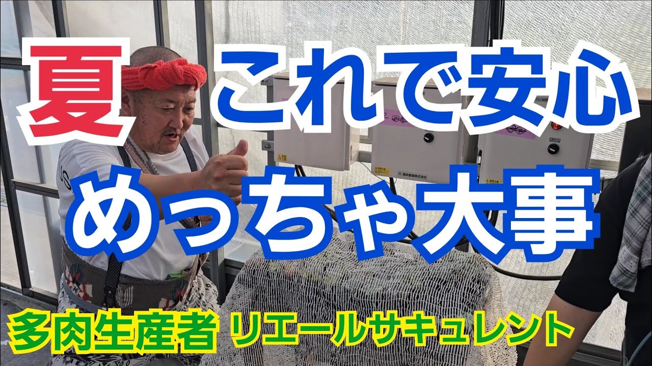 【多肉植物】【遮光】夏‼️これで安心‼️めっちゃ大事🎵2025年7月11日