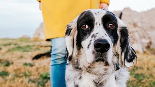 Can You Trust an English Setter?