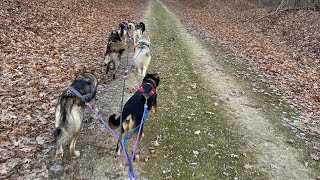 Turkey Day Trot With Dogs