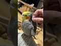 【ボツ】ホワ毛リバース