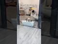 #catproducts #cat #catdance #catlitterbox #petproducts #catlink #cathealth #cattok