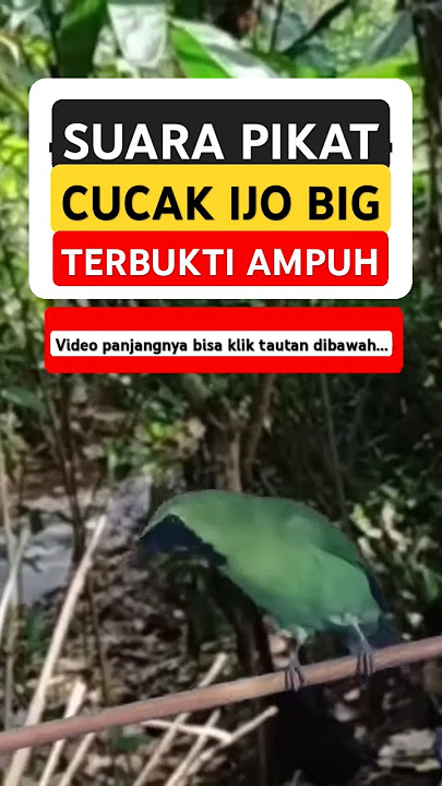 suara pikat cucak ijo ribut paling ampuh #pikatcucakijo #cucakijogacor #suarapikatcucakijo #cucakijo